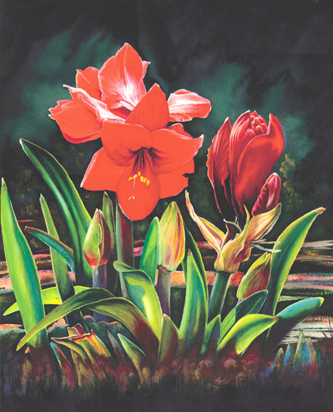 Amaryllis